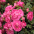 Rózsaszín - Virágágyi polianta rózsa - Lippay János